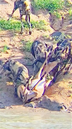 Wild Dogs And Hyenas Hunt And Kill Impalas Within Seconds #shorts #hunting