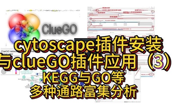 cytoscape中ClueGo插件进行KEGG与GO等富通路富集分析