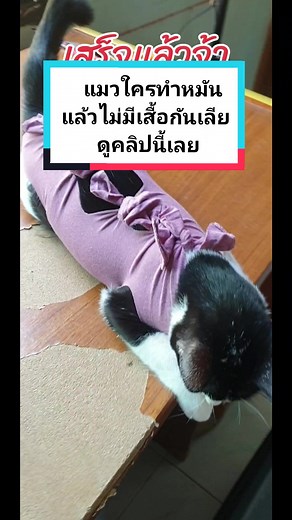 วิธีตัดเสื้อกันเลียให้แมวหลังทำหมัน