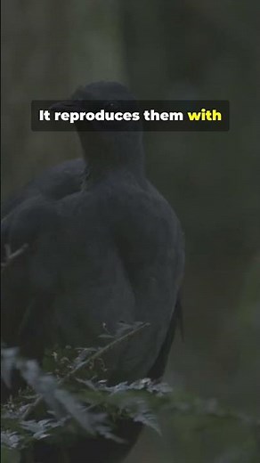 The Bird That Mimics Chainsaws! 🪚🦅