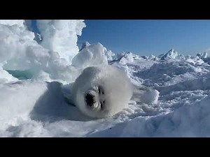 Baby Harp Seal