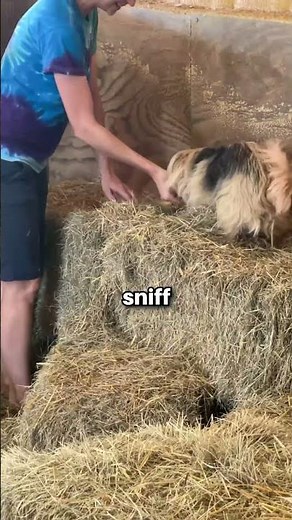 Barn Hunt? Your dog hunts rats....