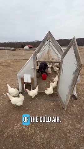 It's Shocking how quickly eggs freeze in cold