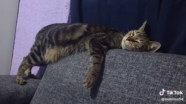 Videos de maldina (@maldina54) con “original sound - Tacos la mdfkr”