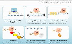如何研究 lncRNA 的表达和修饰