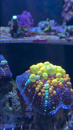 You’ve Never Seen Why Bounce Mushrooms Are Awesome!