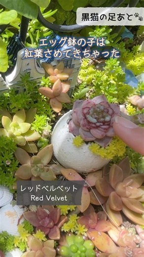 多肉花壇の品種ご紹介❁︎