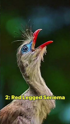 Weirdest Bird Sounds You’ve Never Heard