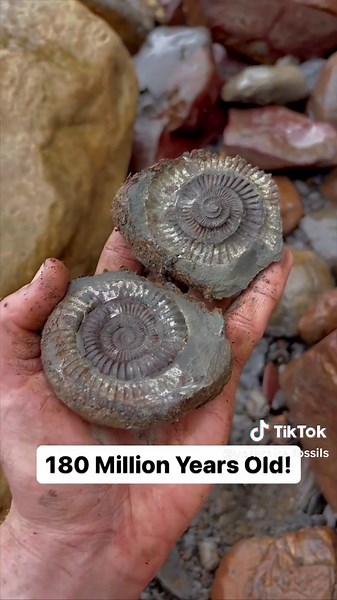 Discovering Jurassic Dactylioceras Ammonite Fossil on the Rocky Shore