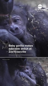 34K views · 3.4K reactions | Welcome to the world! Zoo Knoxville is celebrating the birth of a baby Western lowland gorilla, the first of its kind to be born at the zoo in nearly a decade. | ABC News Live | Facebook