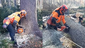 Lumberjack Skills at Work With Husqvarna Chainsaw