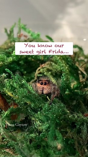 Frida the Jumping Spider Update