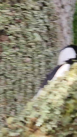 Hunting again for bubba | Magpie Society NZ