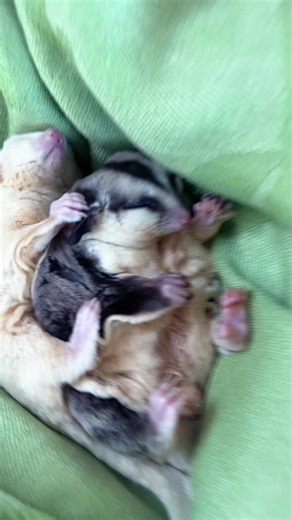 amynguyen017 (@amynguyen017)’s videos with nhạc nền - ĐEN THÙI LÙI LÀ CON NÈ