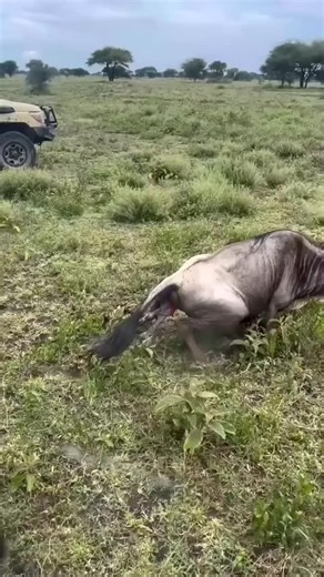 Nice African Adventure and Safaris on Instagram: "Where Every Safari Becomes a Story Tanzania is not just a destination — it’s an experience that touches your heart. From golden sunrises in the Serengeti to close encounters with wildlife, every moment feels real and unforgettable. Let nature slow you down, surprise you, and leave you with memories that last forever. Your African safari dream starts here. 📩 Plan your journey with us today. Visit www.niceafricanadventure.com Email info@niceafrica