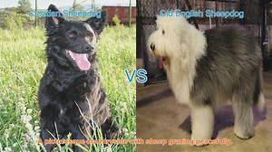 Comparing Croatian Sheepdog and Old English Sheepdog: Origins, Characteristics, and Care