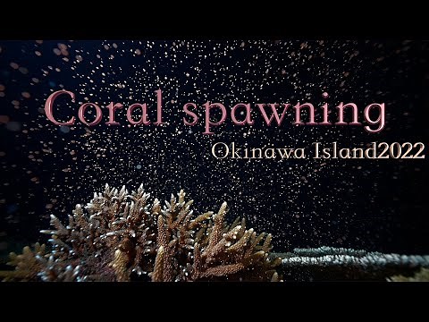4K海の神秘Coral spawning2022 【沖縄本島サンゴ産卵】