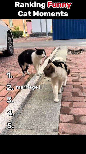 😼🤣 Ranking Cat Funny Moments