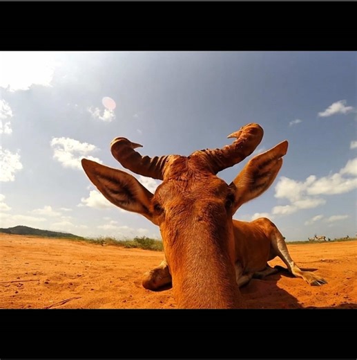 #sealion #hartebeest #wildlife #nature #animals