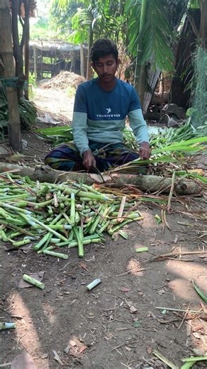 জারা ওয়ান হাইব্রিড ঘাস চাষ পদ্ধতি | দ্রুত বৃদ্ধি, বেশি ফলন ও গরুর জন্য সেরা সবুজ খাদ্য |