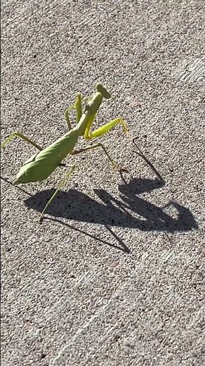 Praying Mantis Shadow #nature #naturephotography #prayingmantis #shadow #soundofwind