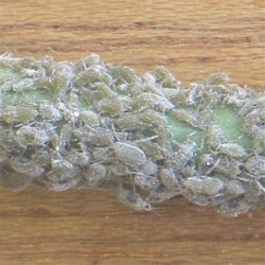 Biological Control of the Cabbage Aphid