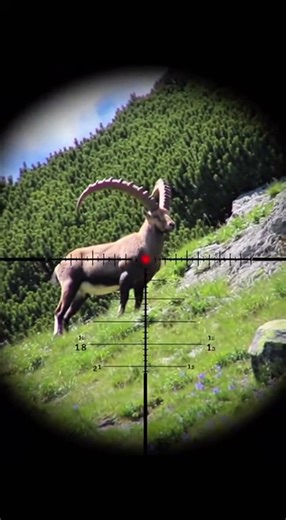 Ibex Hunting!