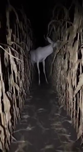 The “deer” in the corn wasn’t standing right