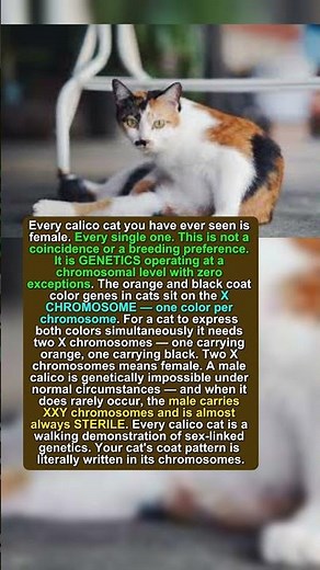 Why Every Calico Cat Is Female: The Science Is Truly Mind-Blowing #cat #animal