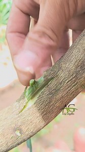 Bud grafting technique #fblifestyle #budgrafting #graftingtechniques #gardening | Abi Garden