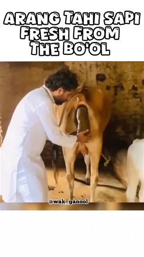 Rada Maleman: Makan Seru Sebelum Tidur!