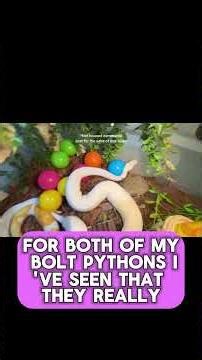 Ball Python Enclosure Secrets – Size & Types