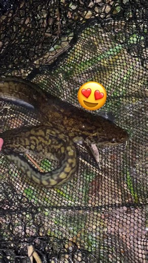 Quappenangeln - Traumfische im Freien fangen