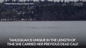 Orca Known for Carrying Her Dead Calf for 17 Days in 2018 Is Grieving the Loss of New Calf in the Same Way