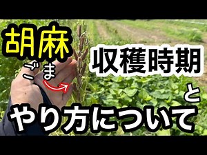 [Sesame cultivation] Sesame harvesting/harvesting timing and subsequent processing (self-sufficie...