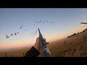 North Dakota Early Season Goose Hunt!