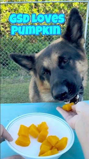Homemade Pumpkin for Dogs 🐾 #germanshepherd #dogfoodie #dogtreats
