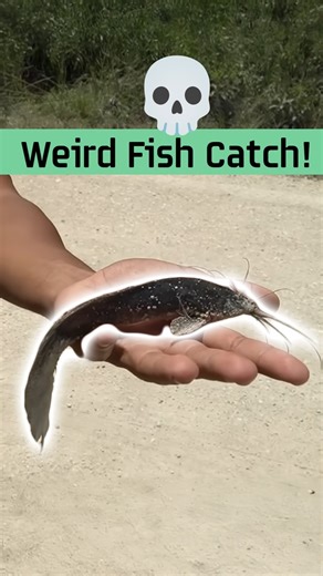 The Everglades Is DRYING UP — But We Found a Hidden Pool of THOUSANDS of Fish! | Zak Catch Em