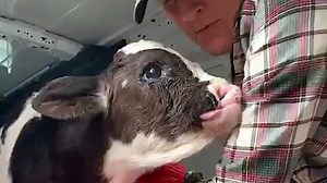 8.1K views · 7.8K reactions | The moment this baby calf with a cleft palate finally makes it to his forever home 珞❤️ Find out more about Jude's rescue  Lancaster Farm Sanctuary #cute #animalrescue #calf #cuteanimal #babyanimals | Vegan FTA | Facebook