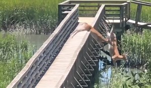 Trio Of Deer Jump Off Dock Bridge & Somersault Down Into Water Below