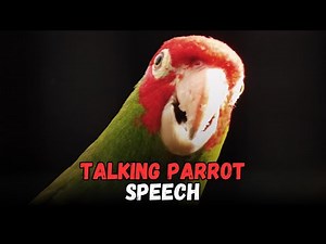 Talking Parrot Sound Speech Of An African Grey Parrot, Buying Cost, Diet, Care Guide for Beginners