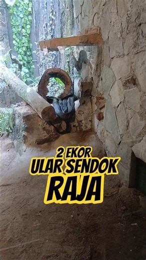 ADA 2 ULAR SENDOK RAJA GAES, APAKAH KALIAN BISA MELIHATNYA? #cat #arrastory
