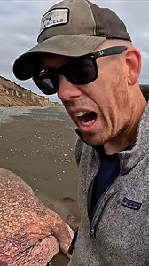 Man Finds an Extremely Rare Dead Walrus on a Deserted Alaskan Island | AdvntrNestt