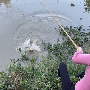 72K views · 1.9K reactions | Beautiful girls fishing with chicken's organs for huge fish | Survival with Emma | Facebook