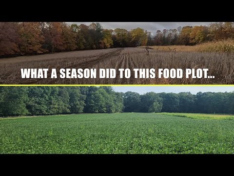 Food Plot Before and After. From Planting to Fall.