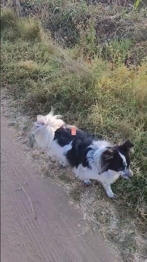 How dogs poop #dogwalking #dogvideos #doglife #dogpoop dogp