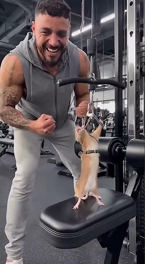 Ultimate Gym Motivation: Bodybuilder Trains a Tiny Mouse! 💪 You Have No Excuse! #funny