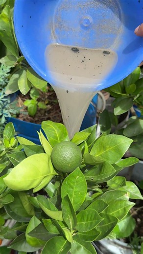 How to use this fertilizer on our houseplants
