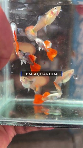 imported guppy fish for sale in PONDICHERRY #pmaquarium #pondymakkaley #guppylovers❤️ #guppyfish