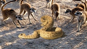 War between cobra and meerkat 👉👉👉 Join our group : Animals Life | Animals Diary